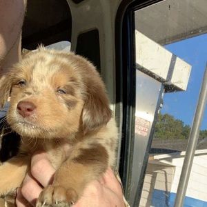 Meet your Posher, Joseph